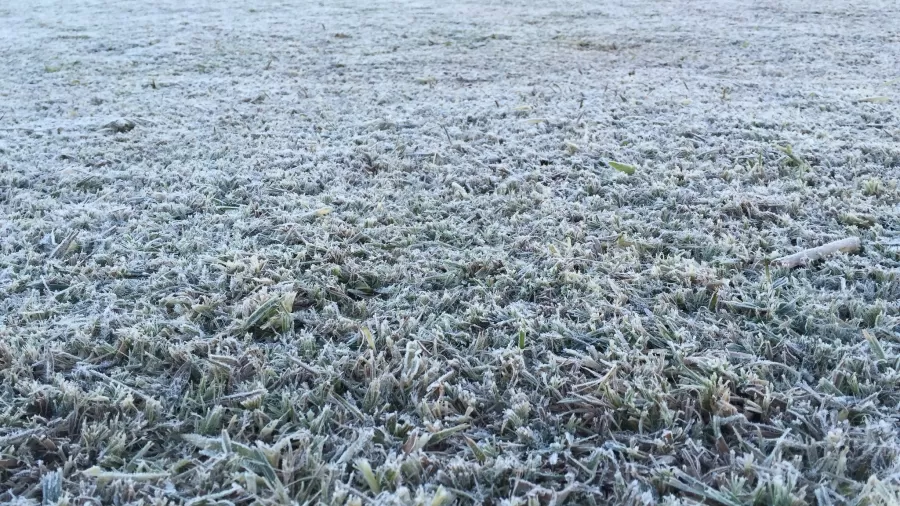 Imagem de destaque para IMPACTOS DO FRIO NA SILVICULTURA